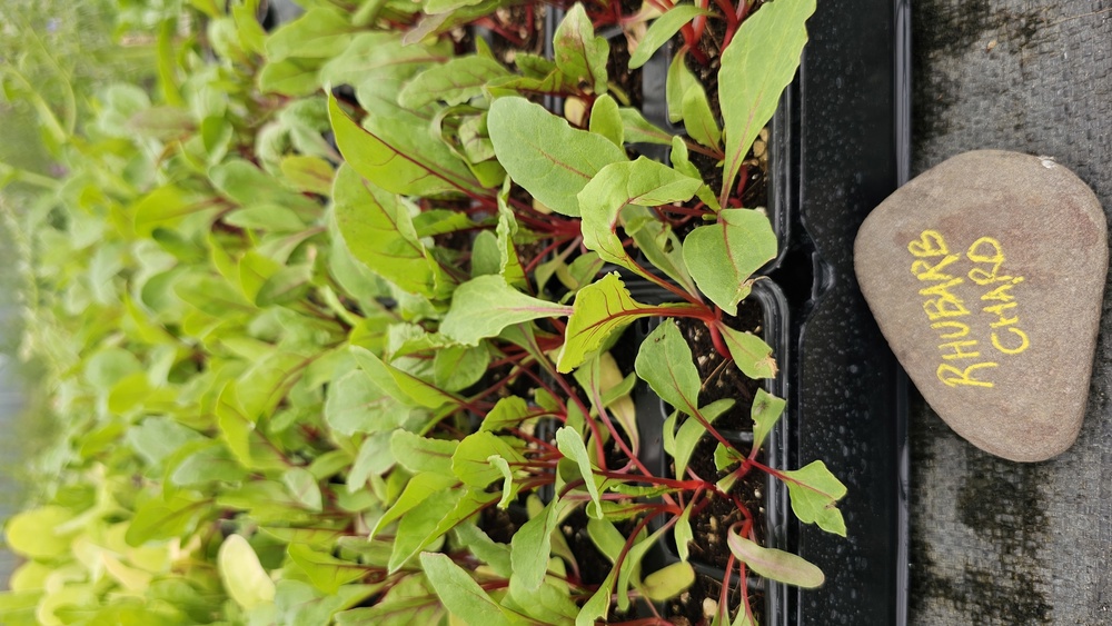 ( Plugs x6) Chard - Rhubarb (Own Grown)