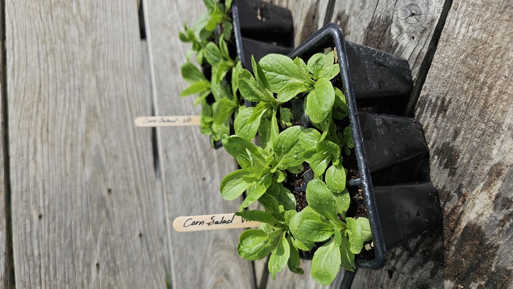 ( Plugs x6) Corn Salad Vit (Own Grown)