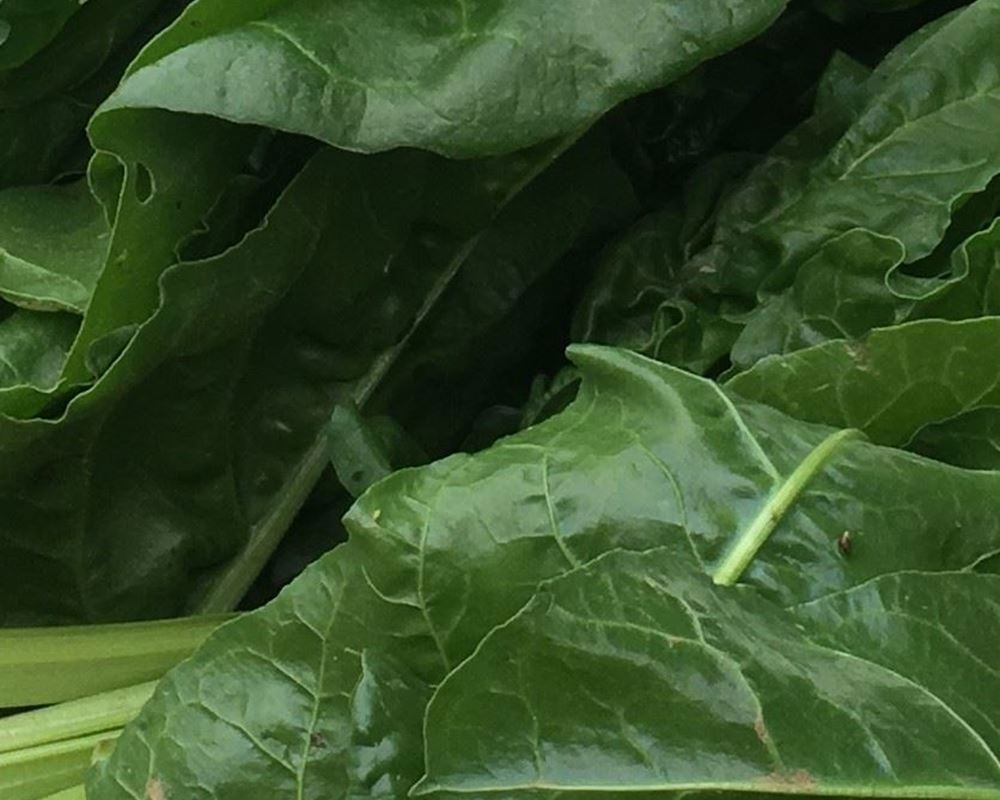 Spinach beet