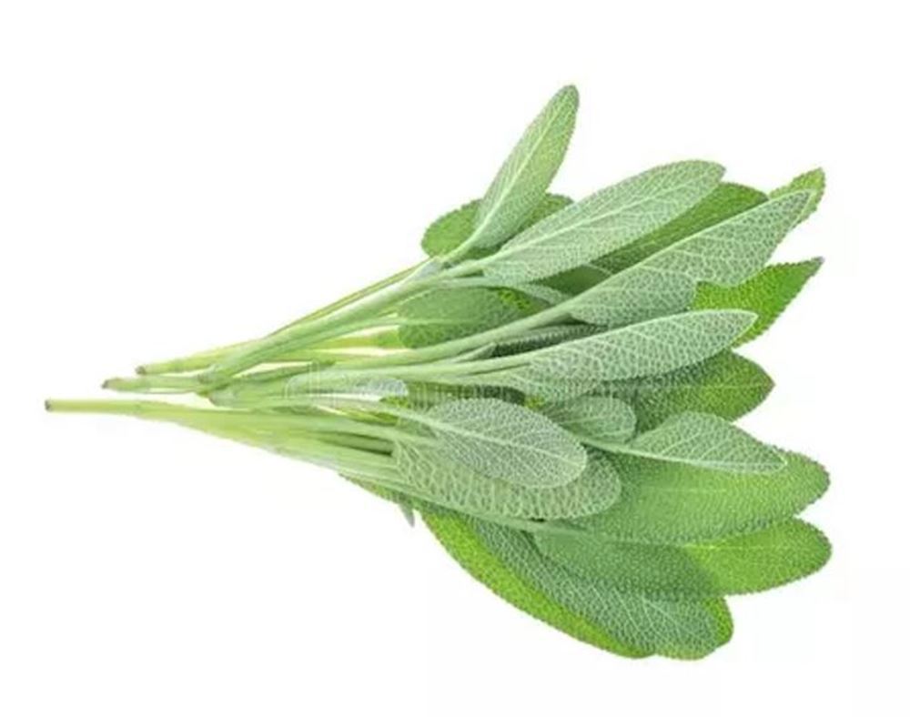 Sage - Fresh Leaf