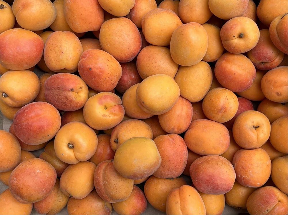 Apricot (Spain)