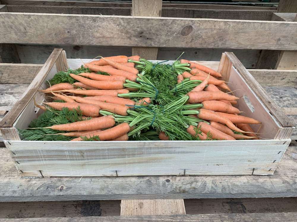 Carrots, Organic - Bunch with Tops