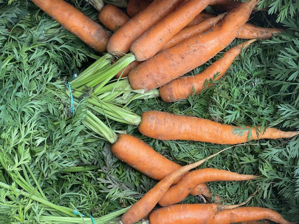 Carrots - British Organic - Bunch with Tops