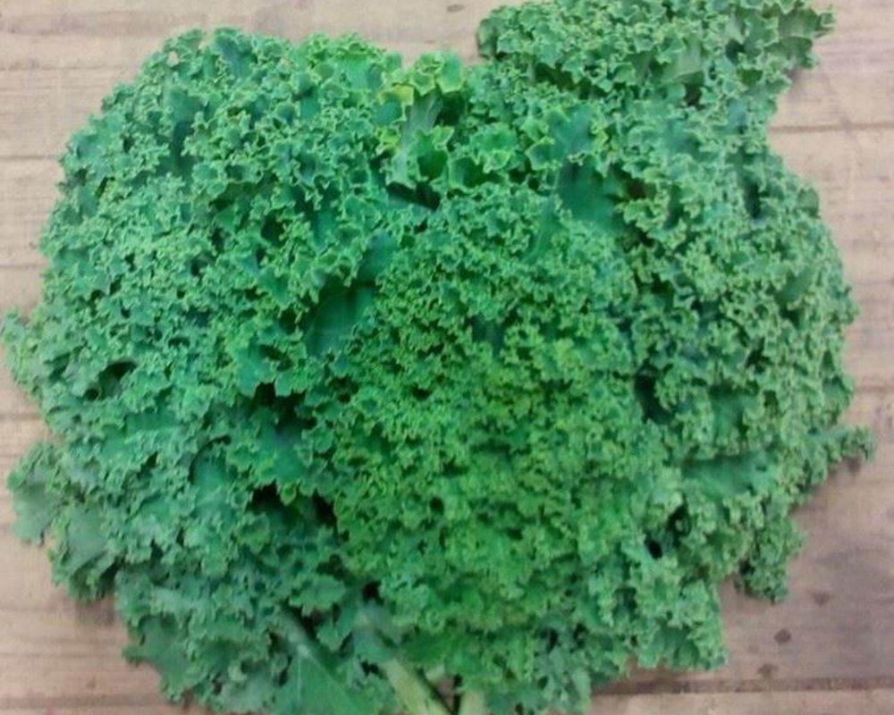 Kale- Green Curly