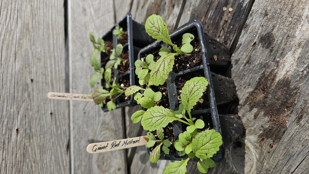 ( Plugs x6) Oriental Giant redmustard(Own Grown)