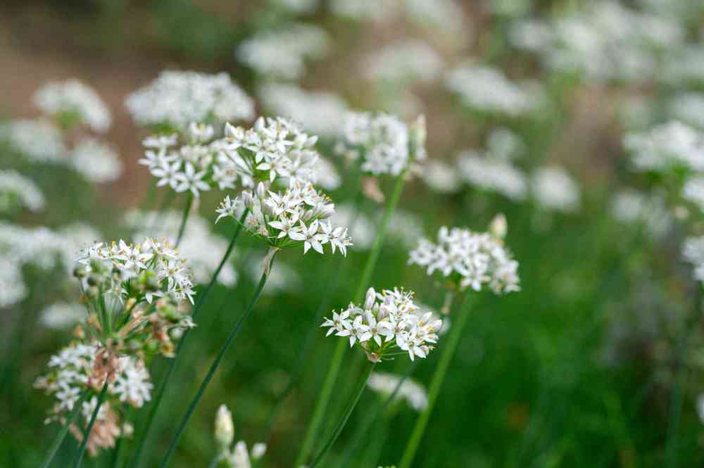 Garlic Chives add on