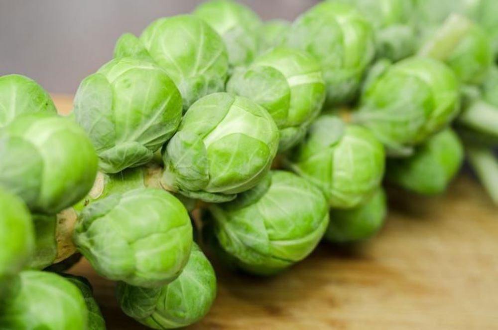 Brussel Sprout Stalk