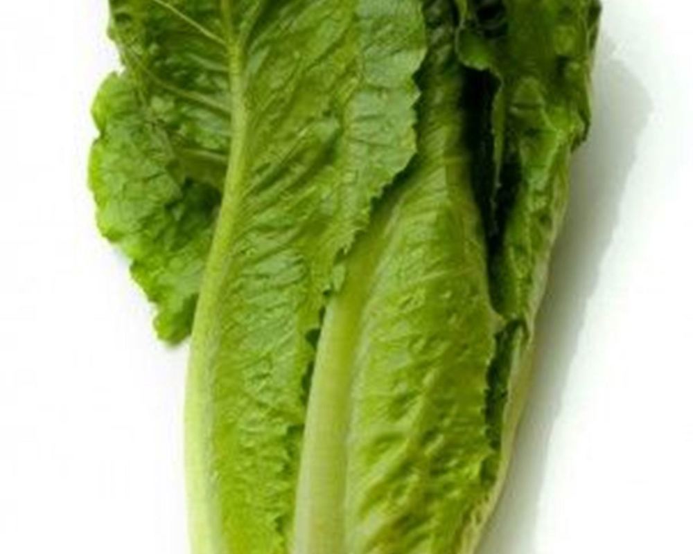 Lettuce: Romaine Mini
