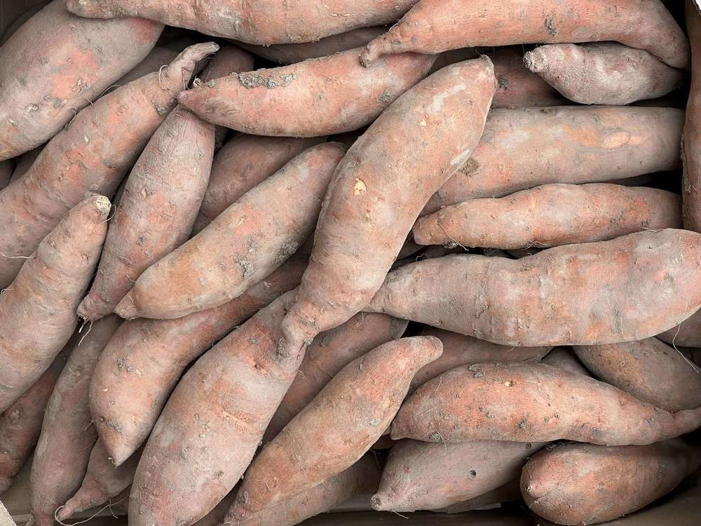 Sweet Potato