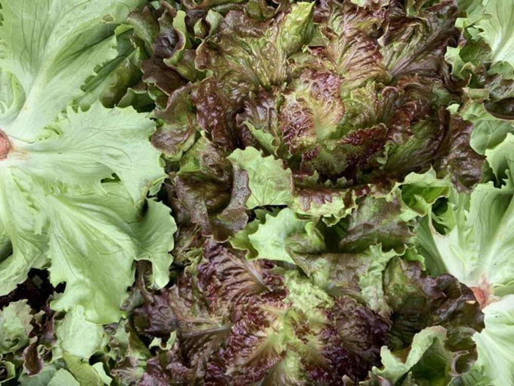 Lettuce Batavia - Red  (France)