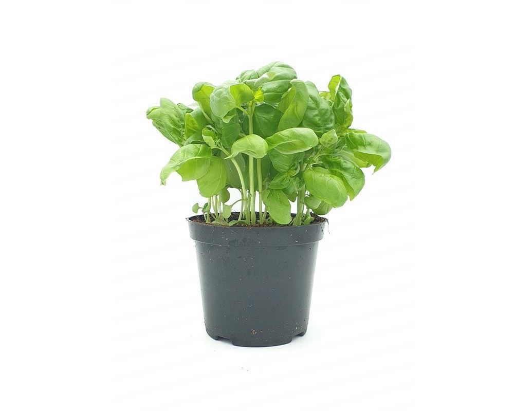 Basil in Pot