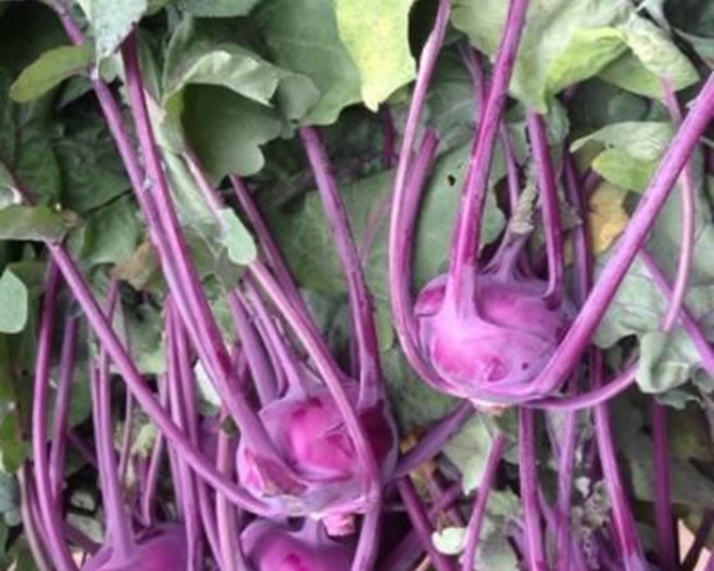 Kohl Rabi - Purple