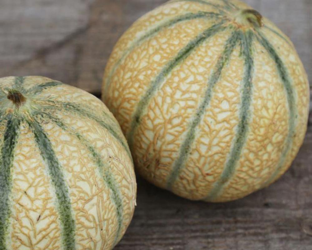 Melon - Organic Charentais