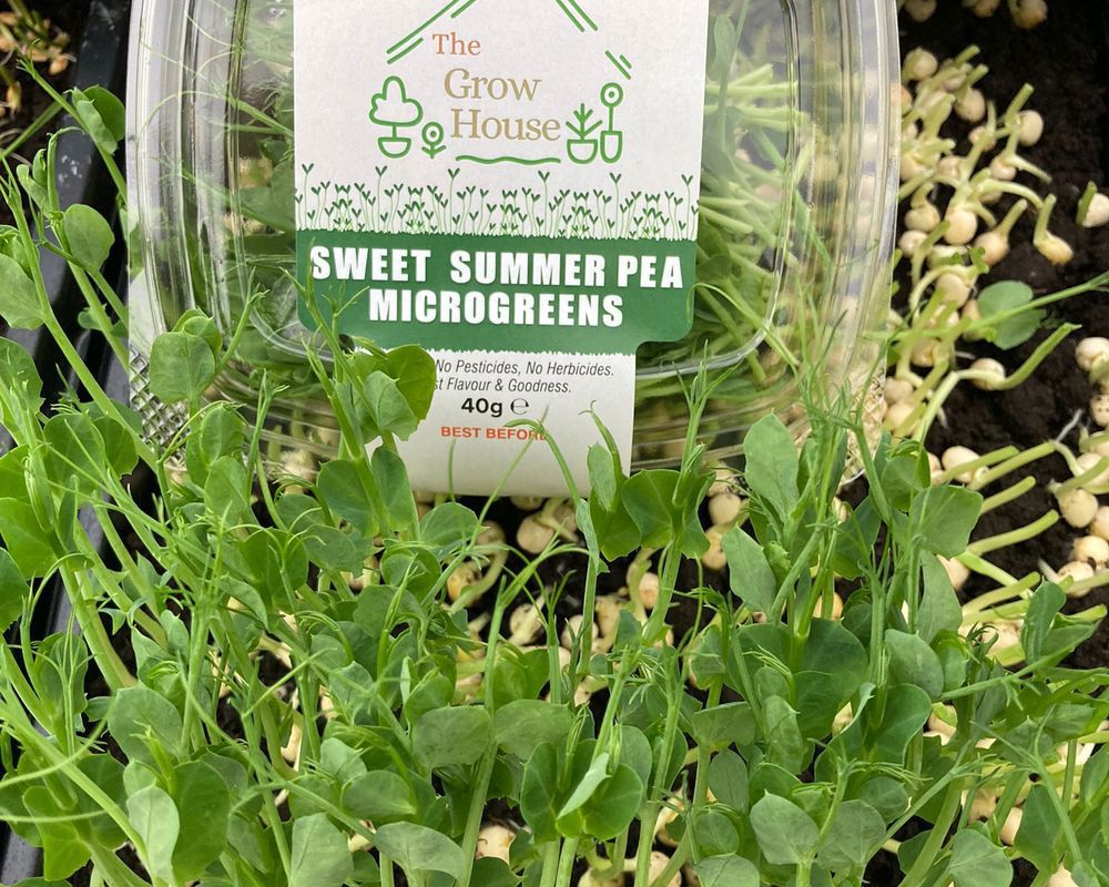 Sweet Summer Pea Microgreens