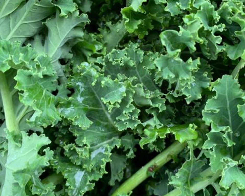 Kale - Green Curly 200g