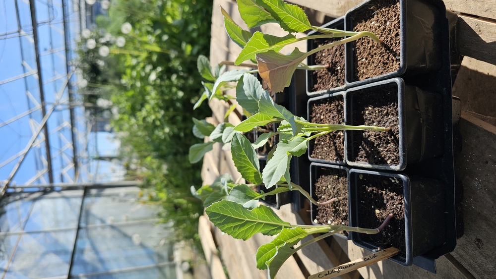 ( Plugs x6) Cauliflower - Belot (Own Grown)