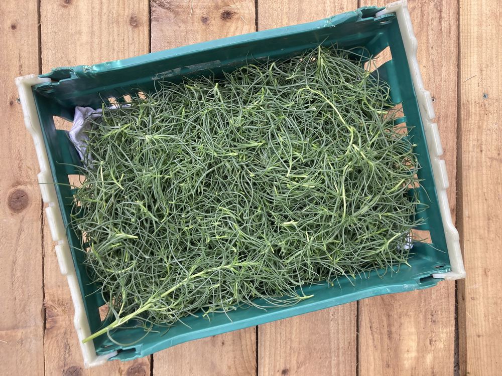 Agretti