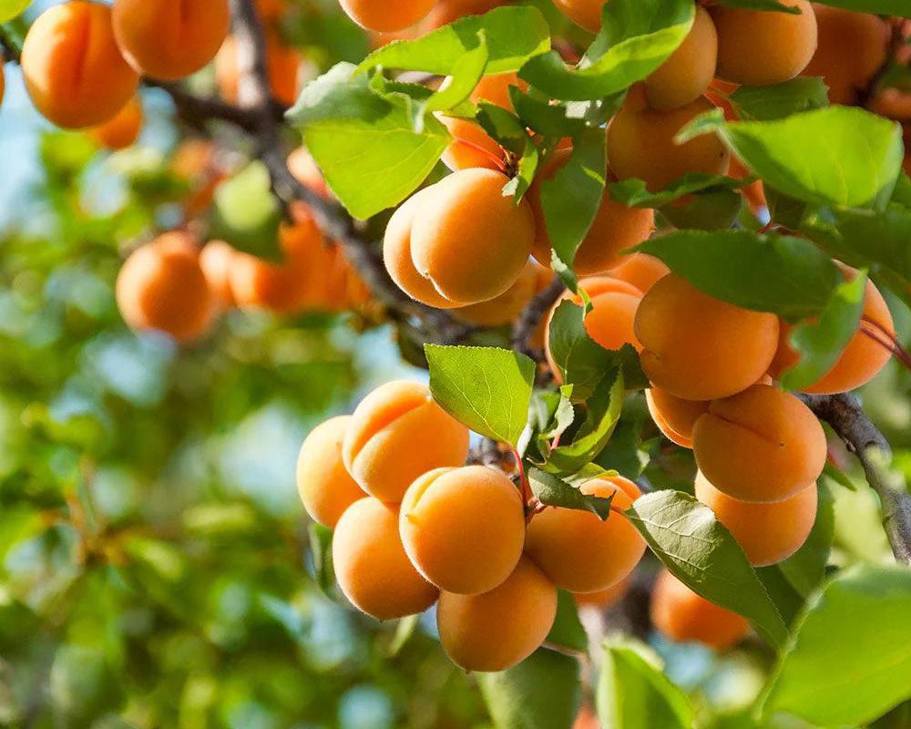 Harcot Apricot Tree