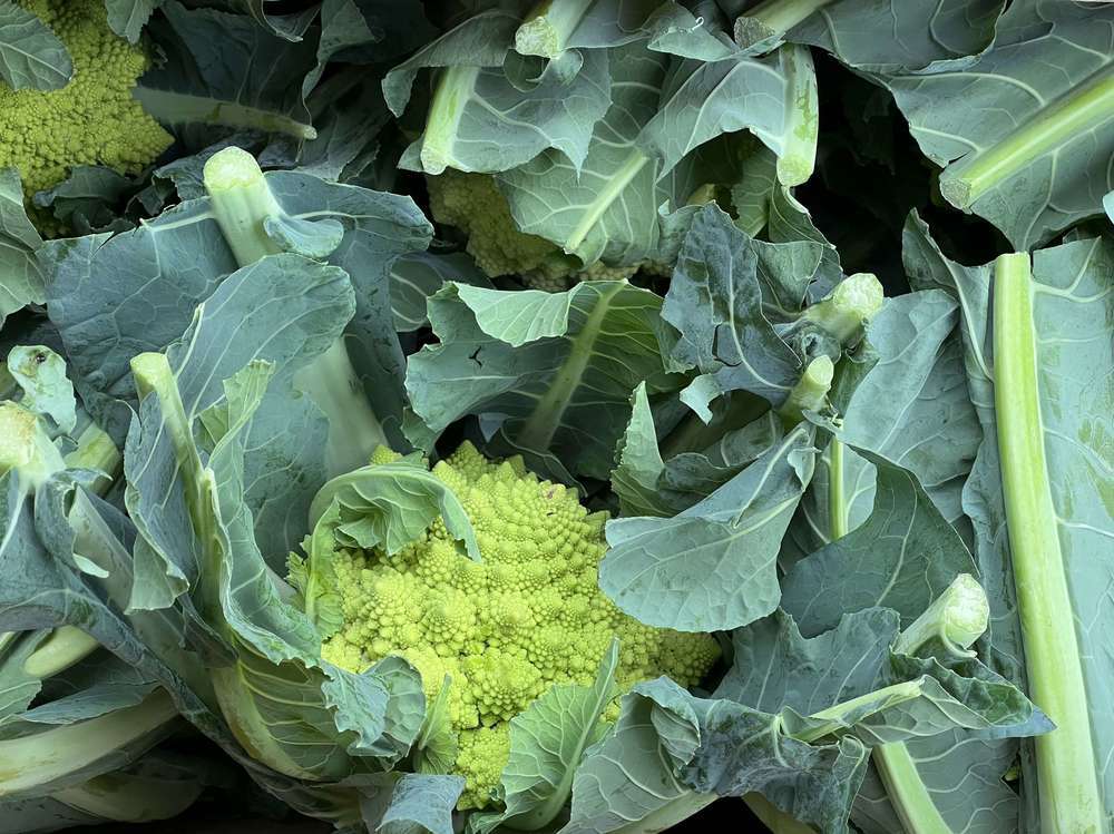Organic Cauliflower Romanesco