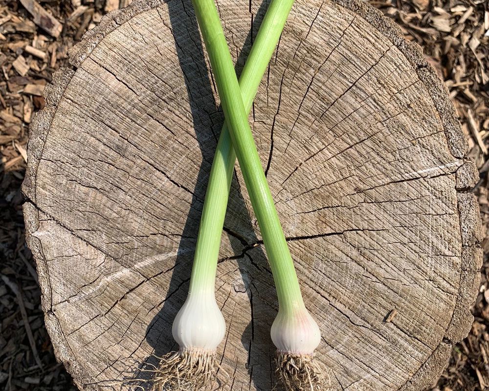 Spring Garlic x2