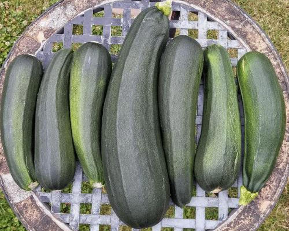 Courgette / Marrow