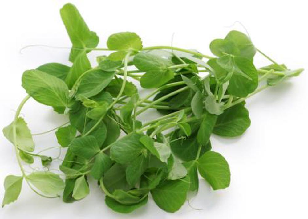 Pea Shoots - Fresh Leaf