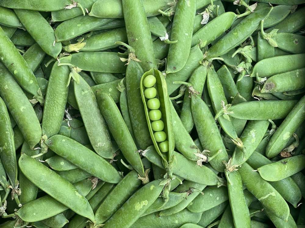 Organic Garden Peas (400g)