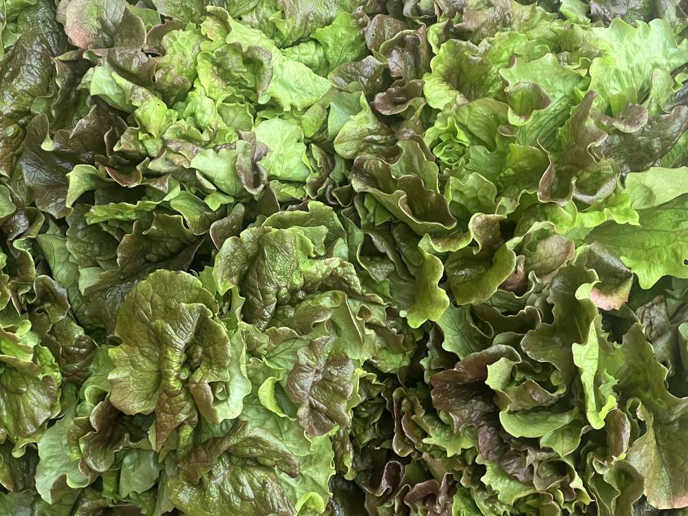 Lettuce, red batavia