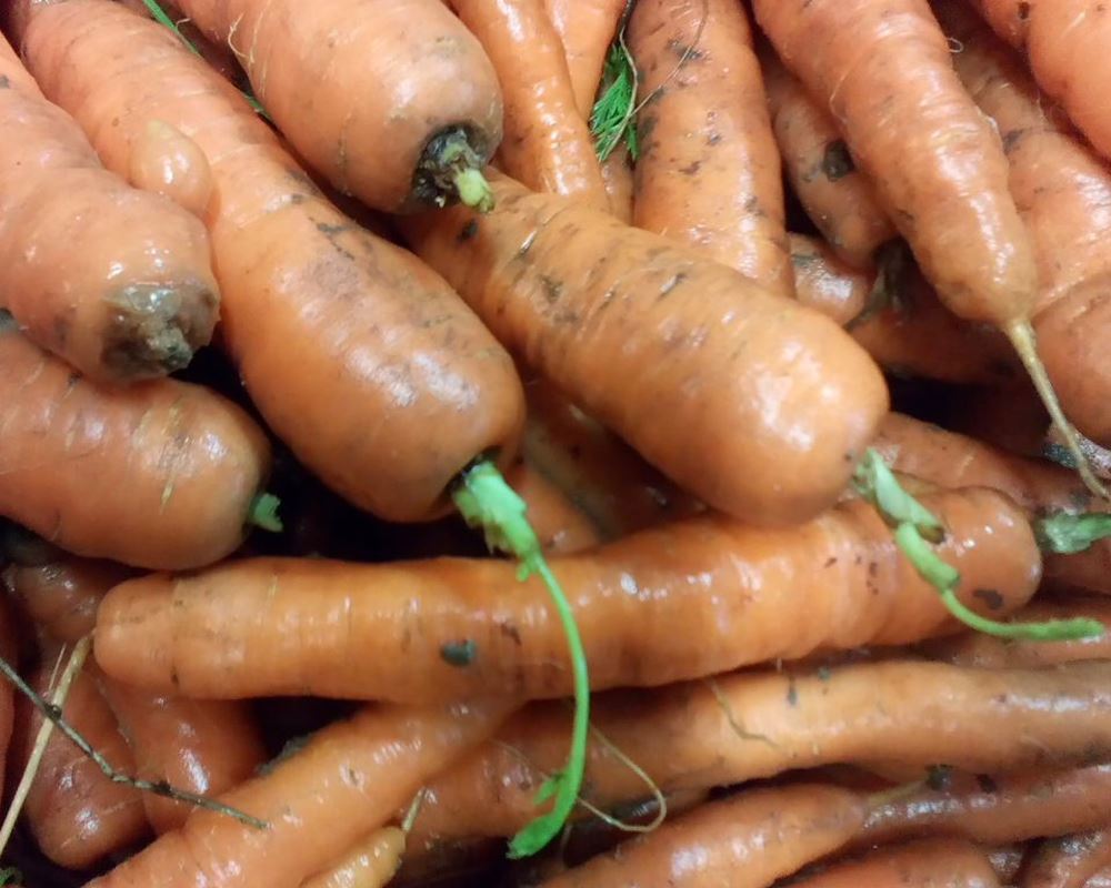 Carrots- Loose