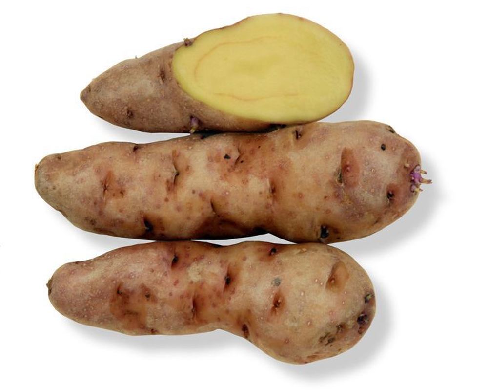 Potato: Pink Fir Apple