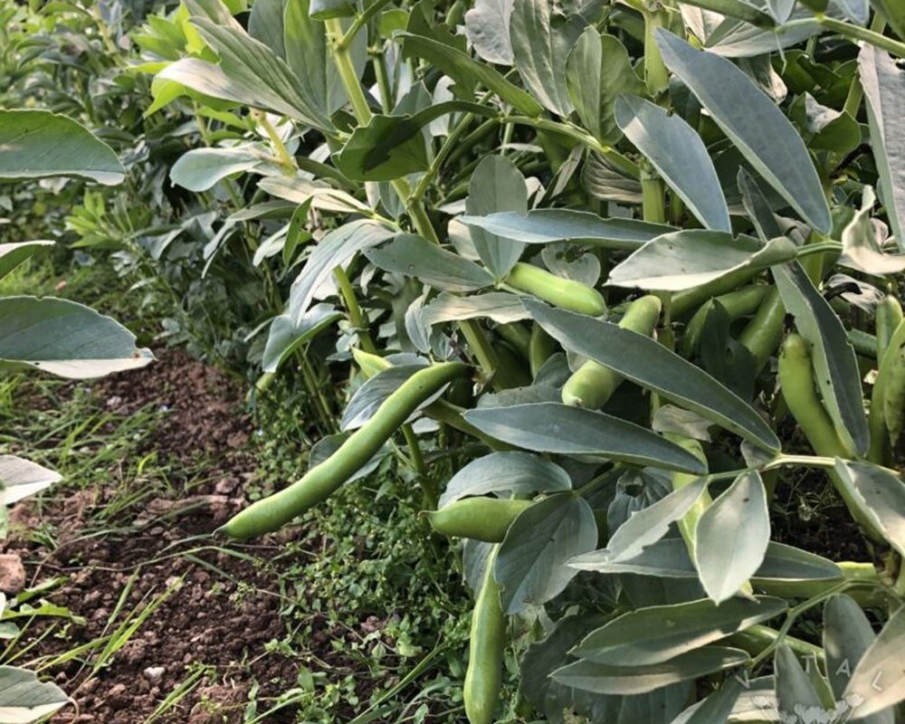 Broad Bean Super Aquadulce