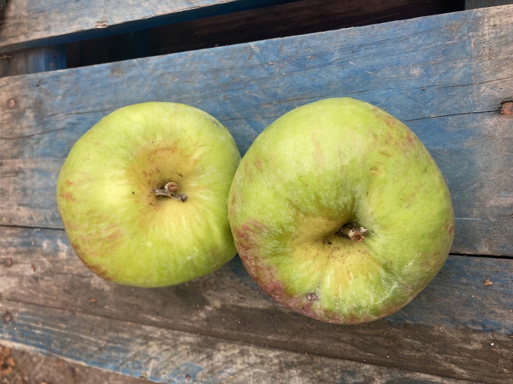 Cooking apples (1kg)