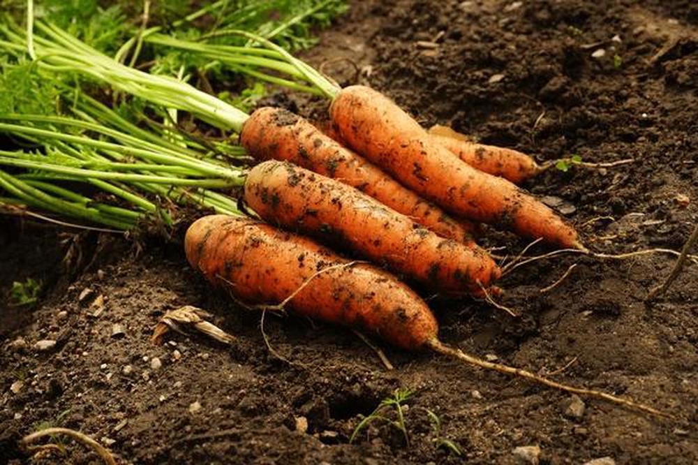 Organic Dirty Carrots