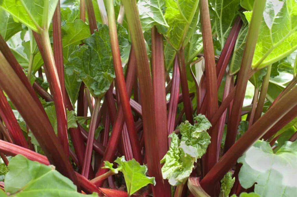 Rhubarb (Peterborough, UK)