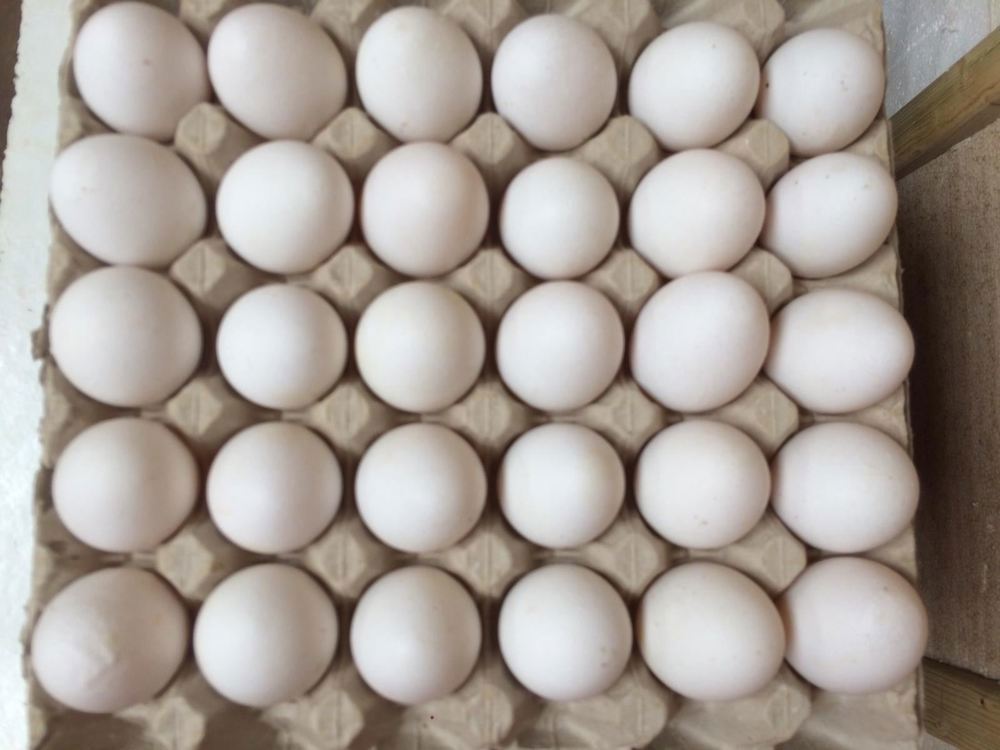 Eggs - 1 Tray Organic Eggs (30)