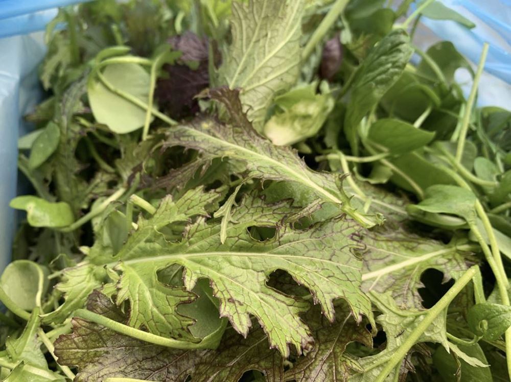 Mixed Leaf Salad (150g) 🇬🇧