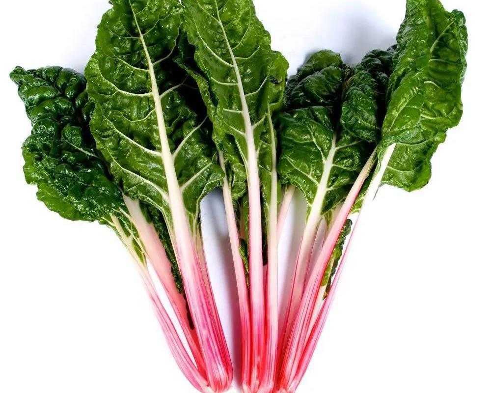 Chard Swiss "Peppermint"