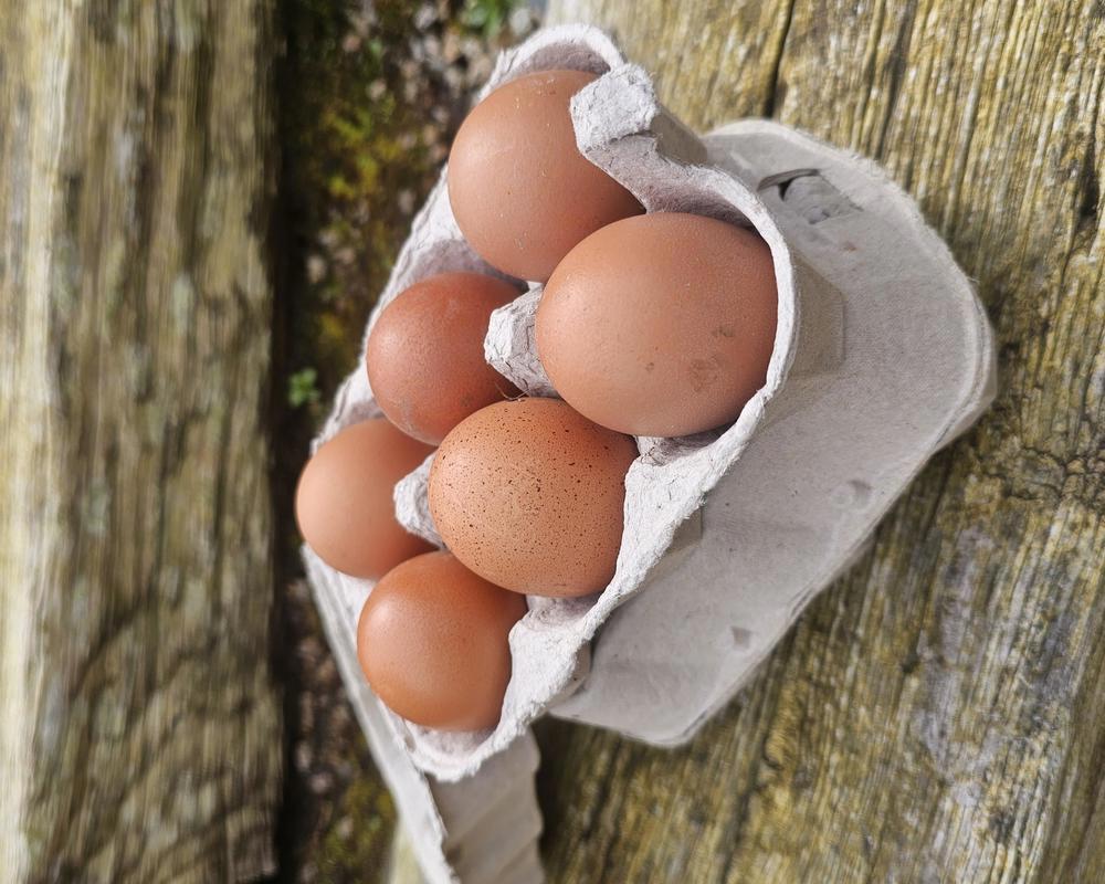 Ollie's Eggs - Half dozen (6)