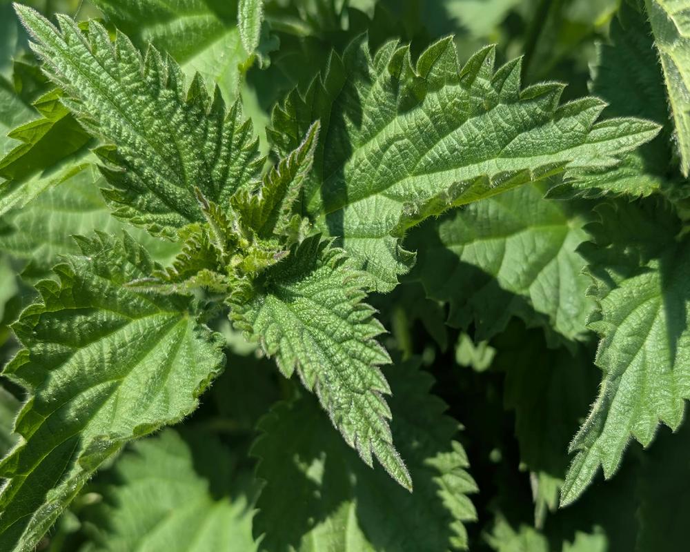 Nettles 250g (Own Grown)