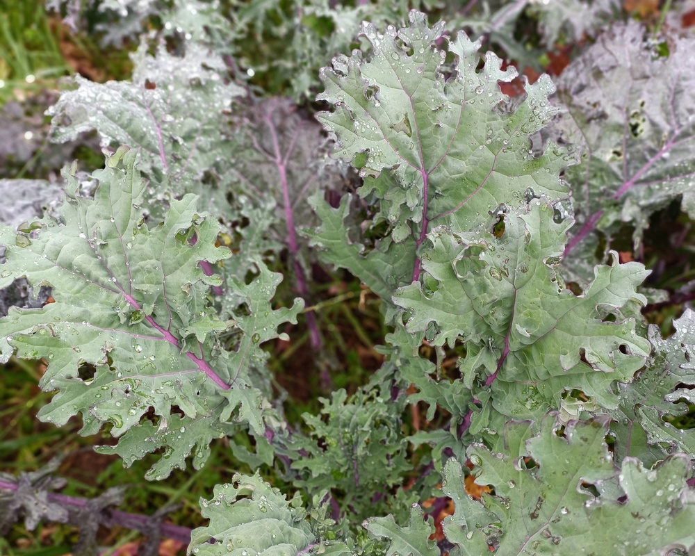 Red Russian Kale