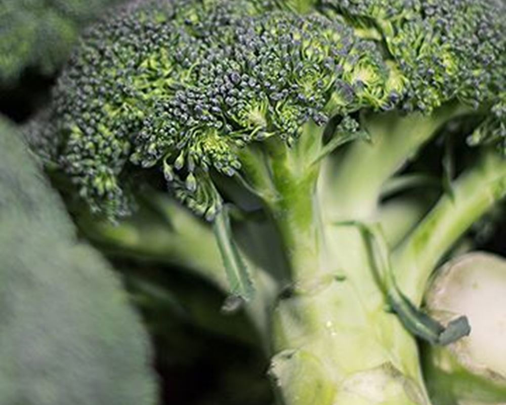 Broccoli (loose) - Organic