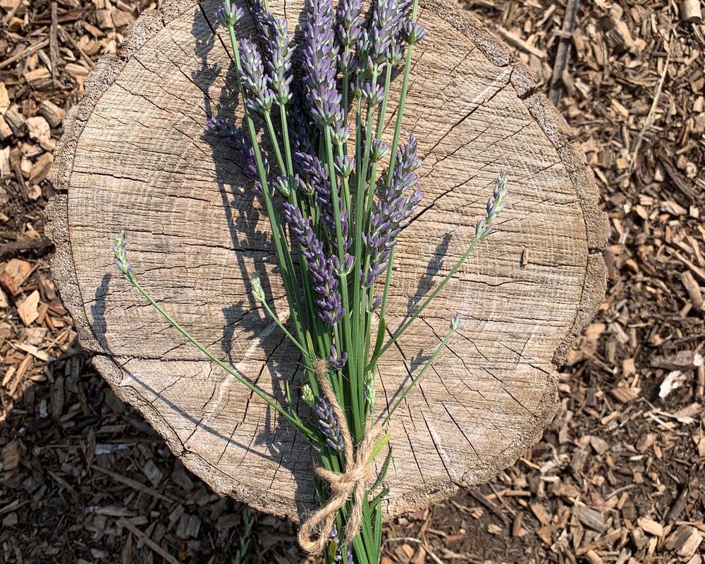 Lavendar Bunch