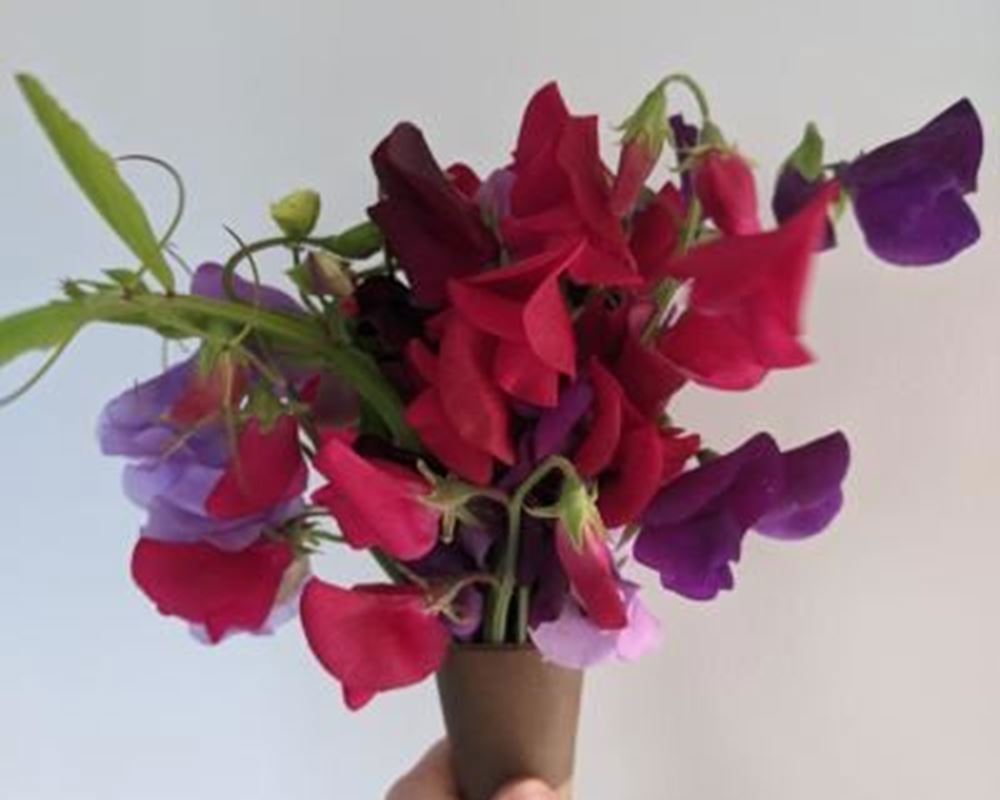 Sweet Pea bunch