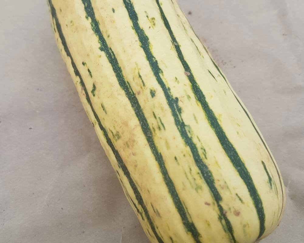 Squash - Delicata (x1)