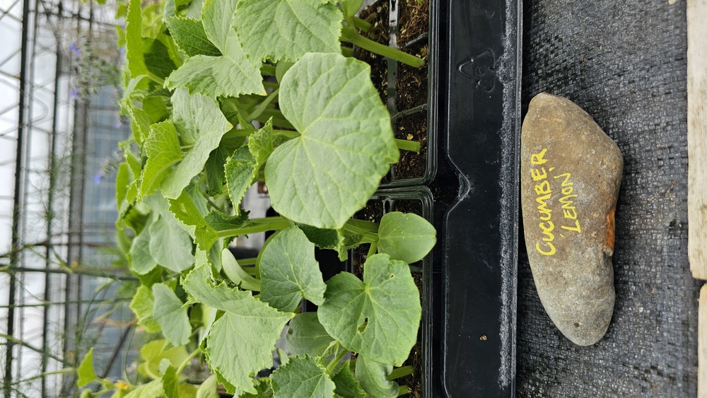 ( Plugs x6) Cucumber - Lemon (Own Grown)