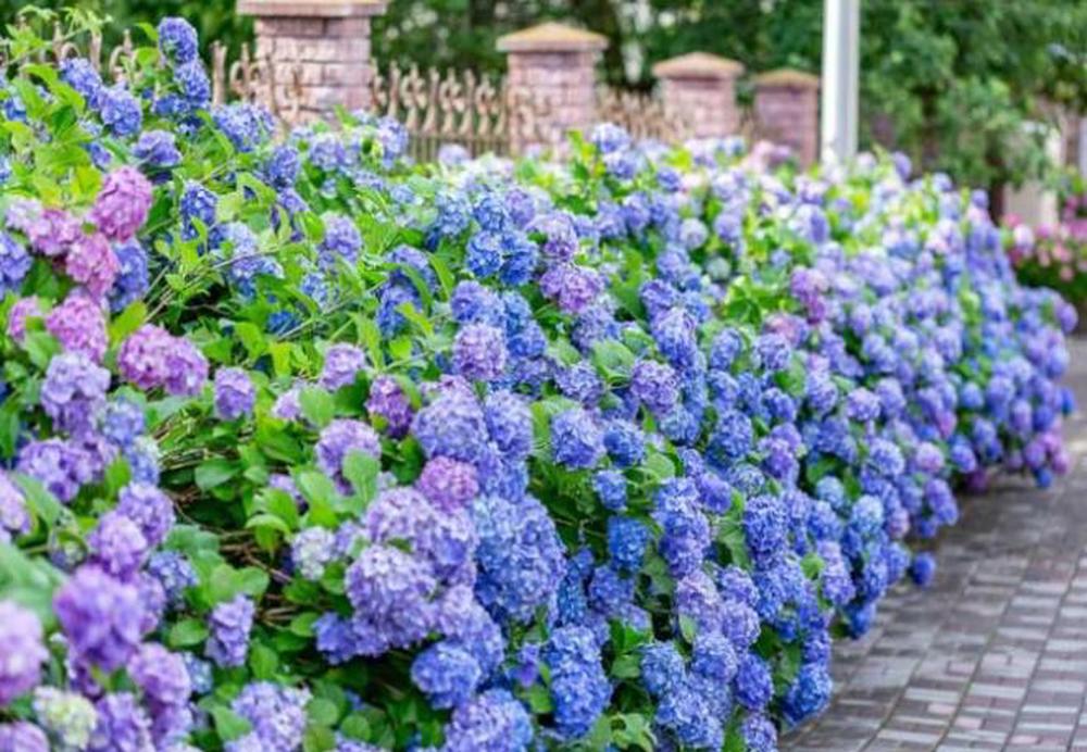 Hydrangea - Macrophylla