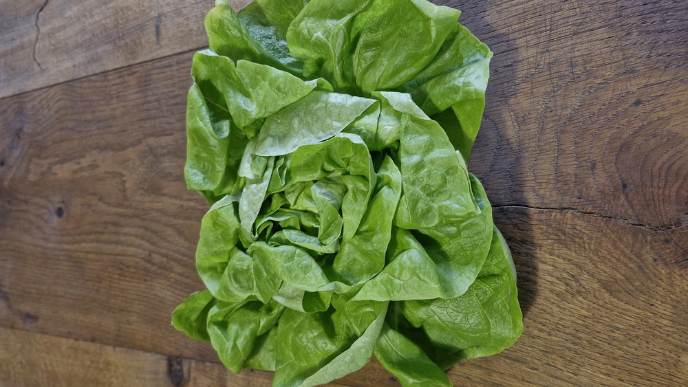 Lettuce