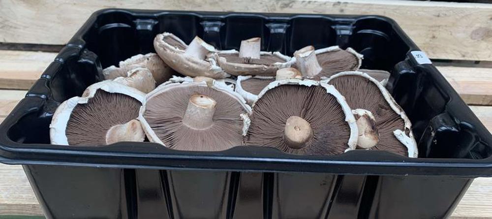 Mushrooms Portobello