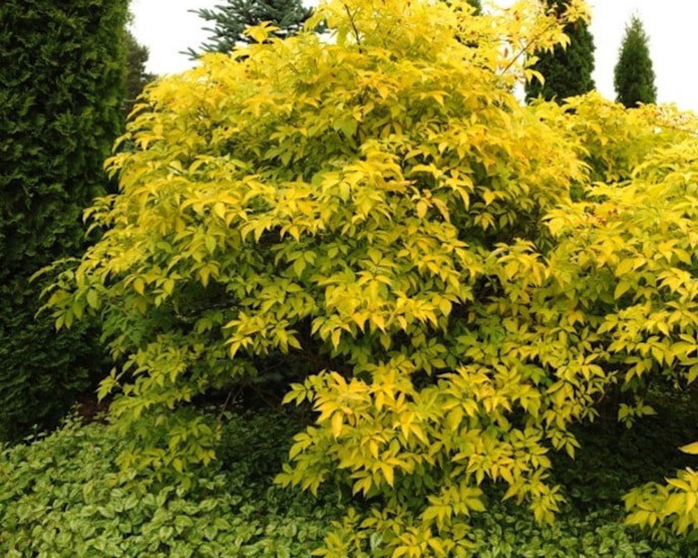 Elderberry - Golden Elder