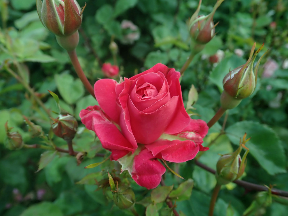 Rosa Explorer Series